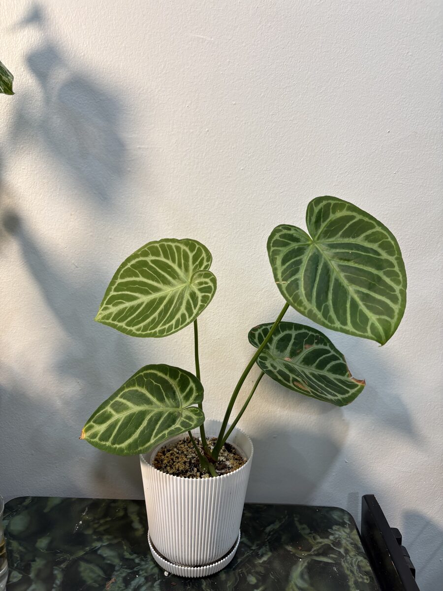 Anthurium Crystallinum