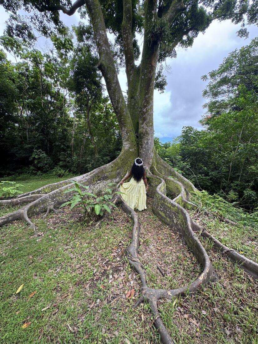 Plantas Felices — standing at the base of a grand buttress-root tree