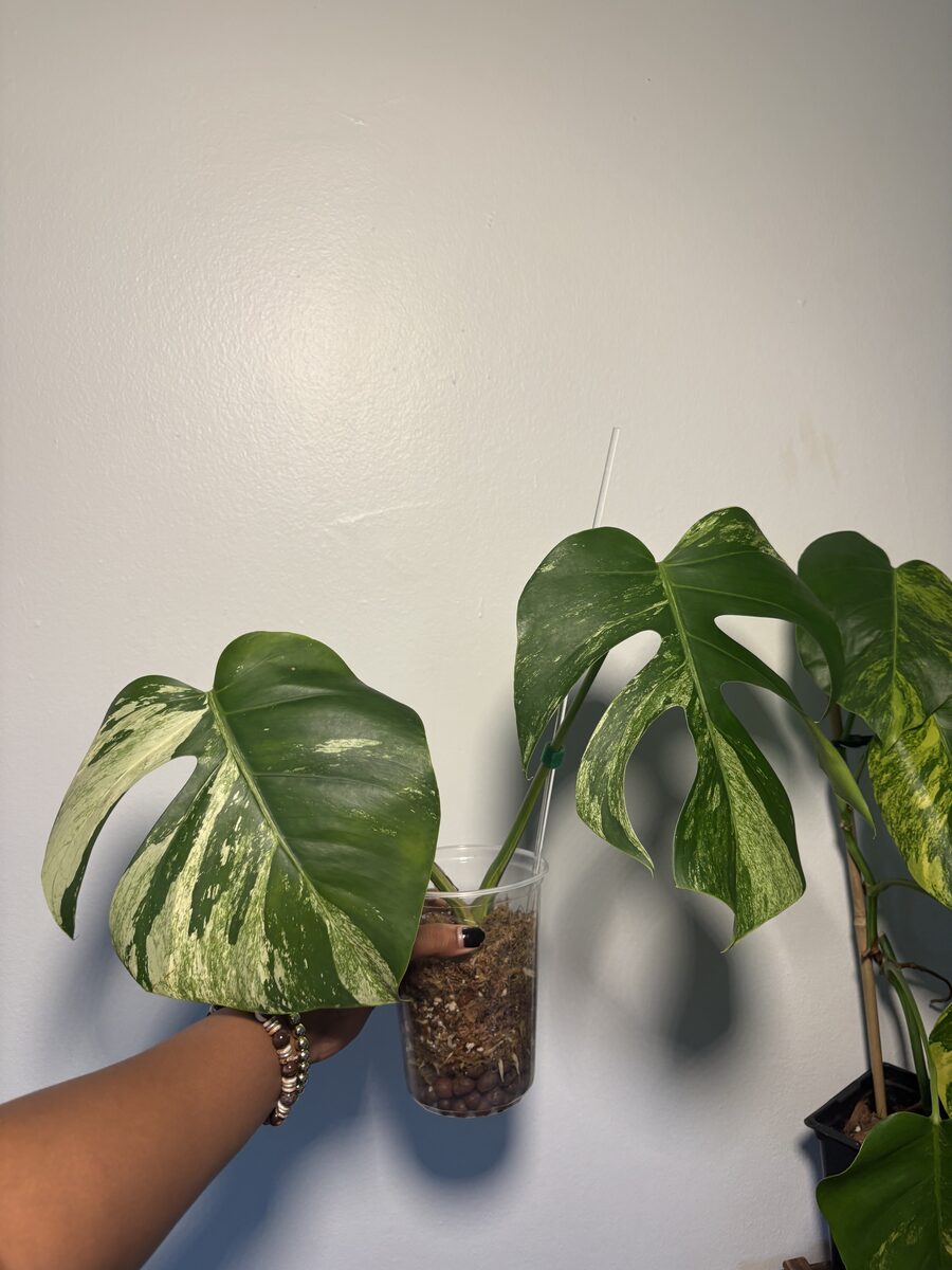 Jungle Mint