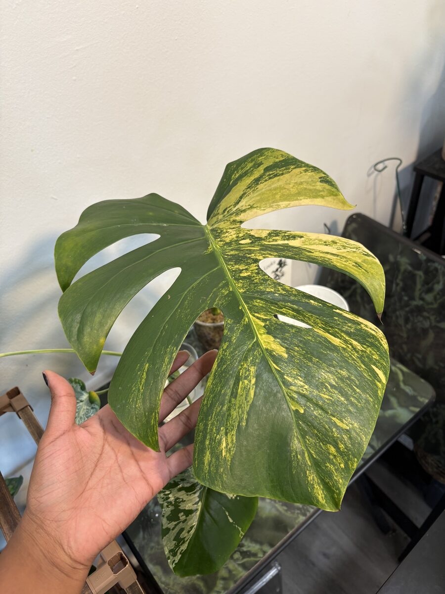 Monstera Aurea