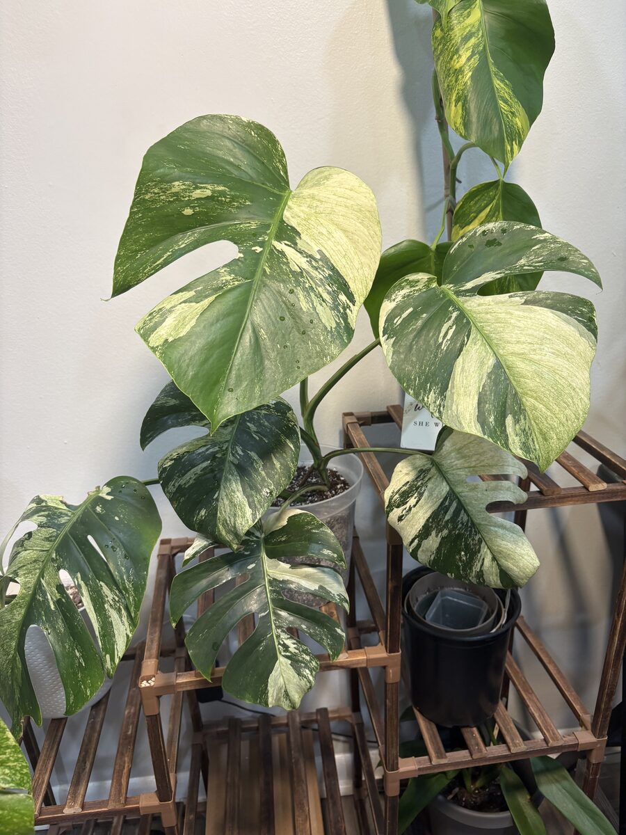 Monstera Jungle Mint