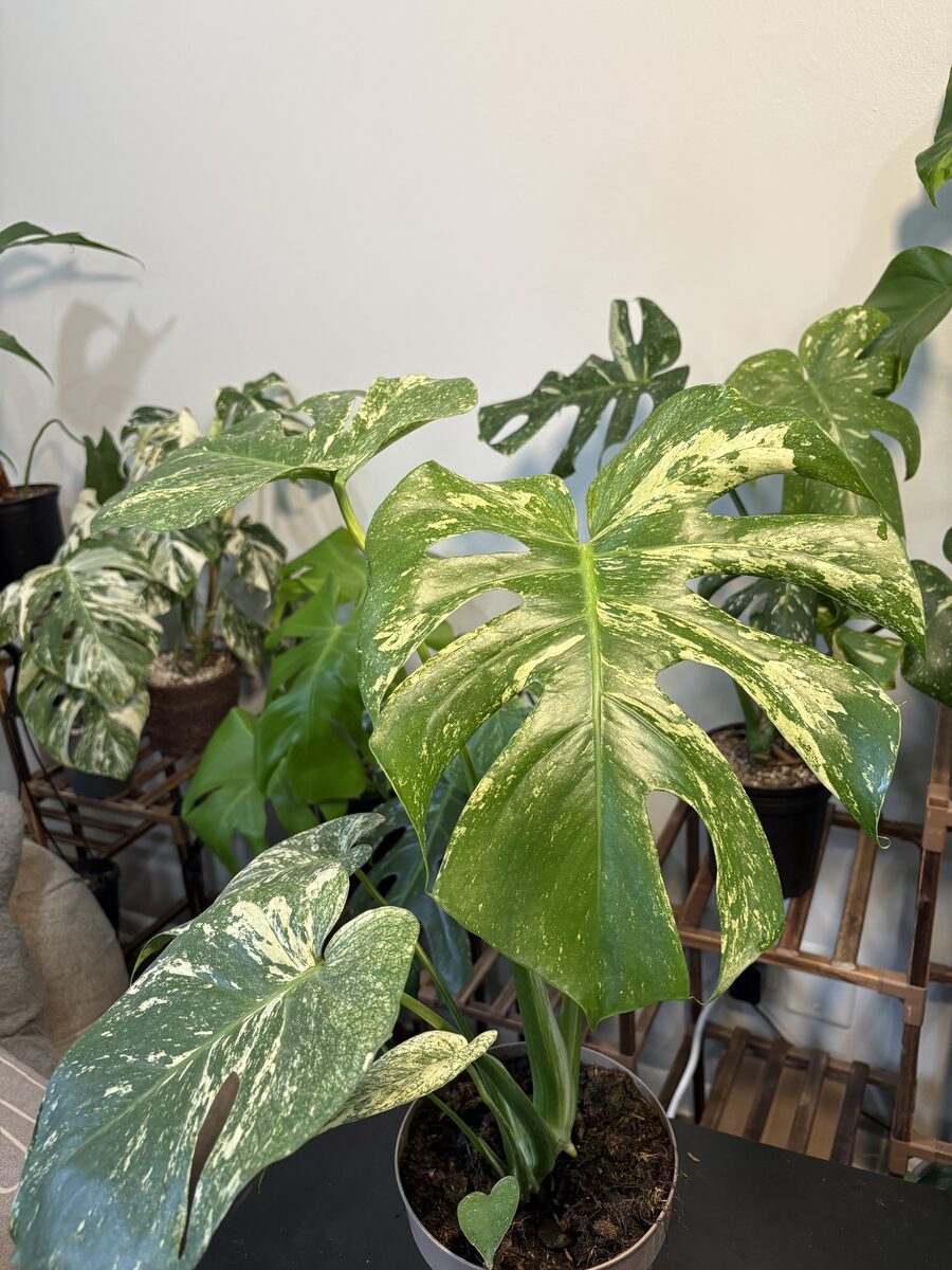 Monstera Mint
